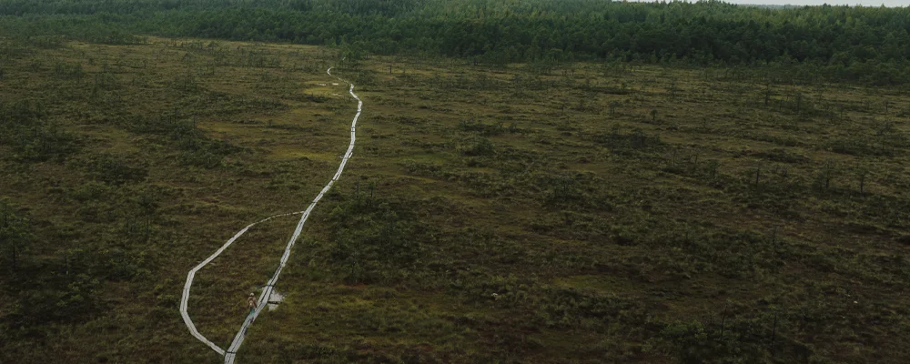 A boardwalk trail through forest invites you to pause and breathe deeply in Lapland’s nature.